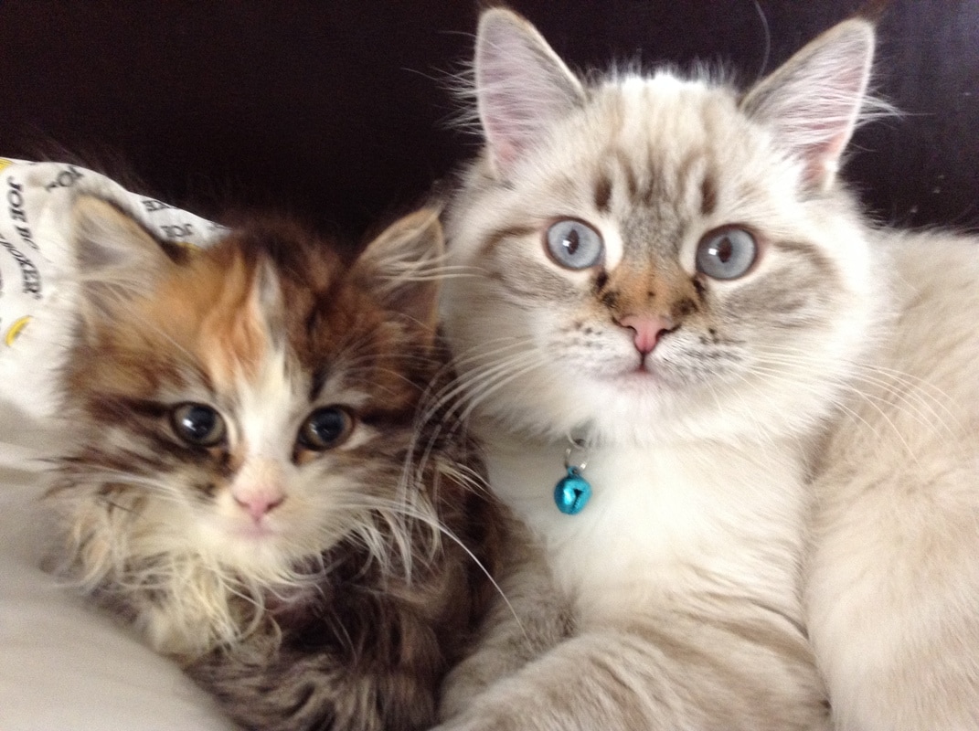 whispurrs cattery siberian cats